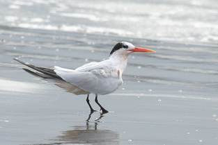 Elegant Tern